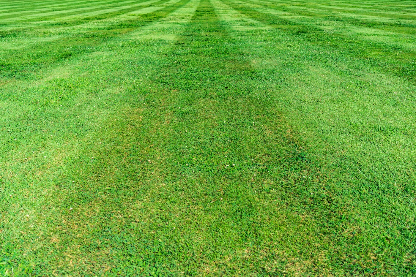 Freshly striped lawn