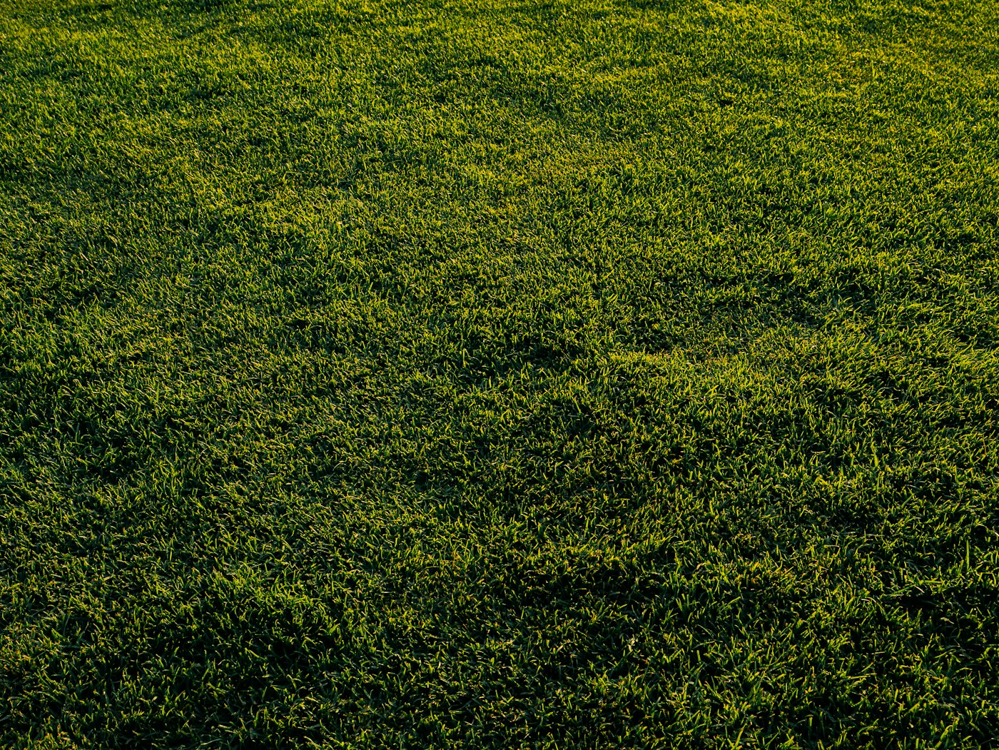 Healthy green lawn