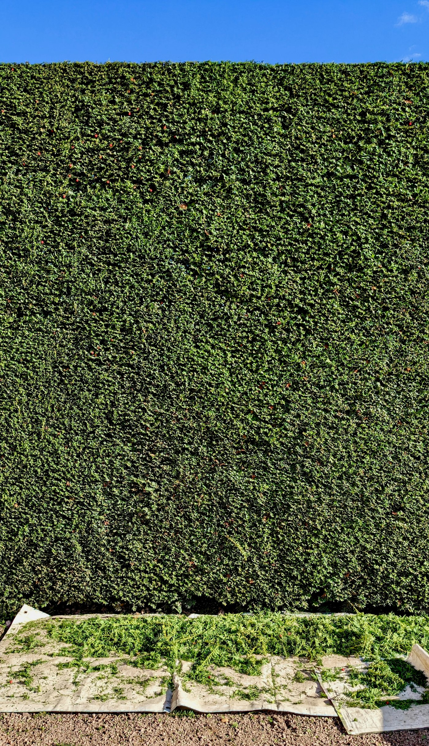 Bush trimming